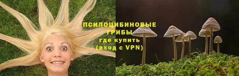 где найти   Вышний Волочёк  Галлюциногенные грибы MAGIC MUSHROOMS 